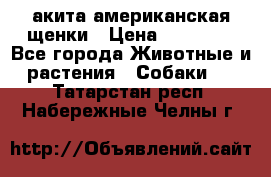 акита американская.щенки › Цена ­ 75 000 - Все города Животные и растения » Собаки   . Татарстан респ.,Набережные Челны г.